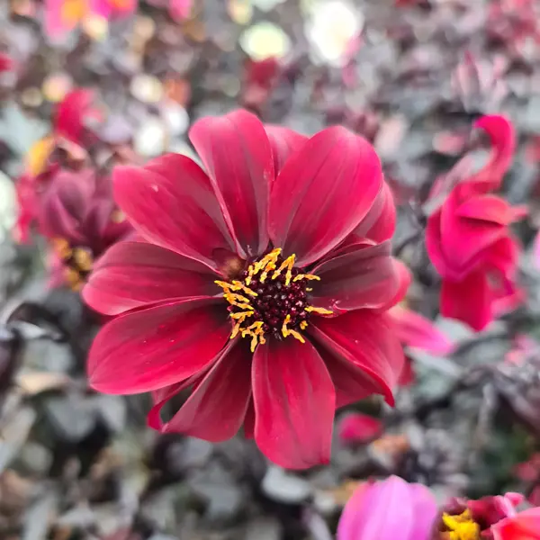 Dahlia Dreamy Hot Chocolate