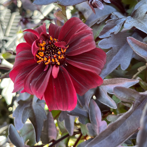 Dahlia Dreamy Hot Chocolate