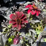 Dahlia Dreamy Hot Chocolate - Garden Express Australia