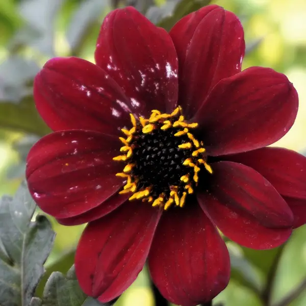 Dahlia Dreamy Hot Chocolate