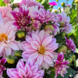 Dahlia Hypnotica Cherish Pink 1 P75dahhcp - Garden Express Australia