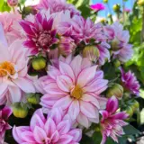 Dahlia Hypnotica Cherish Pink 1 P75dahhcp - Garden Express Australia