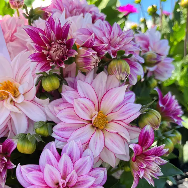 Dahlia Hypnotica Cherish Pink