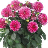 Dahlia Hypnotica Cherish Pink P75dahhcp - Garden Express Australia