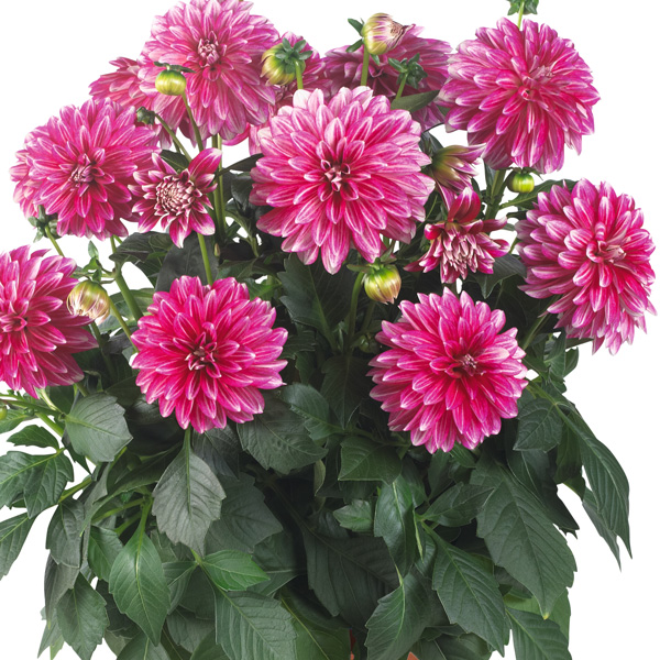 Dahlia Hypnotica Cherish Pink Dahlia Hypnotica Cherish Pink