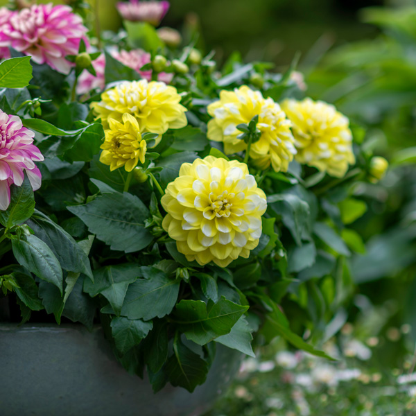 Dahlia Hypnotica Lemon Swirl