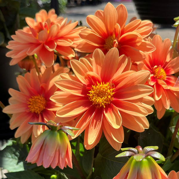 Dahlia Imagine Mini Bicolour Terracotta