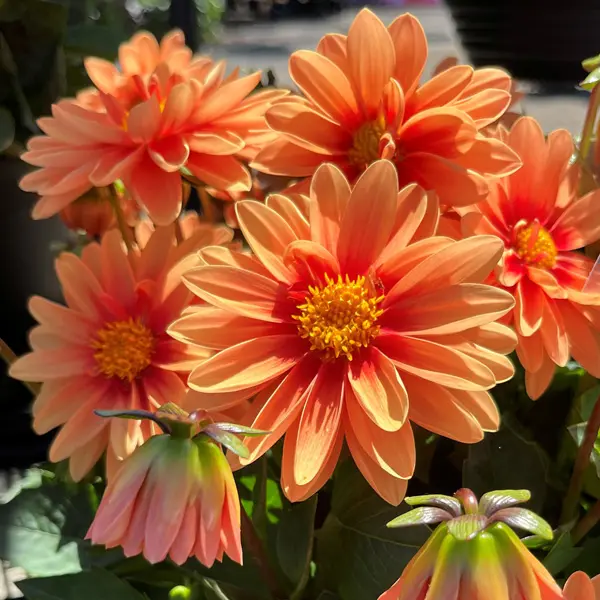 Dahlia Imagine Mini Bicolour Terracotta