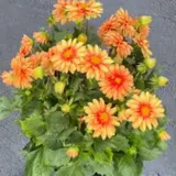 Dahlia Imagine Mini Bicolour Terracotta Dahlia Imagine Mini Bicolour Terracotta