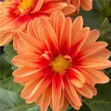 Dahlia Imagine Mini Bicolour Terracotta Dahlia Imagine Mini Bicolour Terracotta