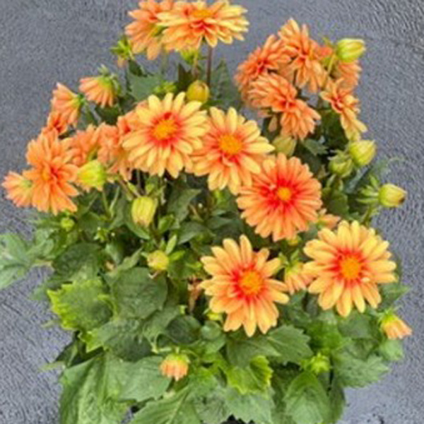 Dahlia Imagine Mini Bicolour Terracotta