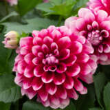 Dahlia Lubega Power Burgundy White P75dahlpb - Garden Express Australia