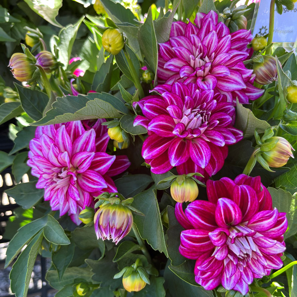 Dahlia Lubega Power Cherry Stripes Dahlia Lubega Power Cherry Stripes