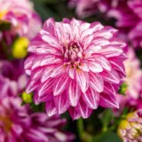 Dahlia Lubega Power Cherry Stripes Dahlia Lubega Power Cherry Stripes