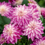 Dahlia Lubega Power Cherry Stripes P75dahlpc - Garden Express Australia