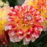 Dahlia Lubega Power Tricolour P75dahlpt - Garden Express Australia