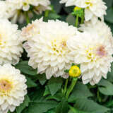 Dahlia Lubega Power White Lilac Frost