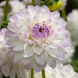 Dahlia Lubega Power White Lilac Frost P75dahlpw - Garden Express Australia