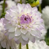 Dahlia Lubega Power White Lilac Frost P75dahlpw - Garden Express Australia