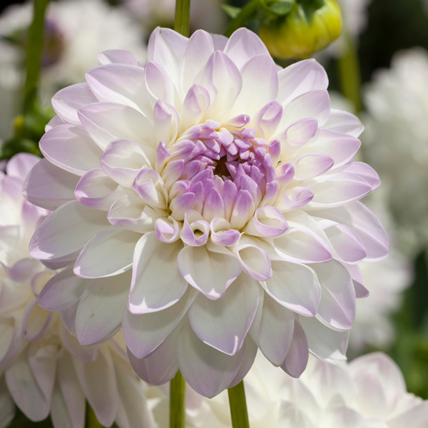 Dahlia Lubega Power White Lilac Frost