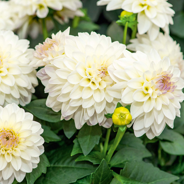 Dahlia Lubega Power White Lilac Frost
