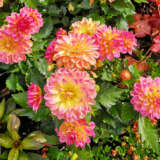Dahlia Lubega Xl Fruit Punch