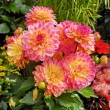 Dahlia Lubega Xl Fruit Punch P75dahlpf - Garden Express Australia
