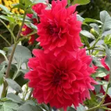 Dahlia Lubega Xl Red P75dahlrd - Garden Express Australia