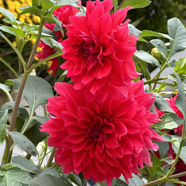 Dahlia Lubega Xl Red