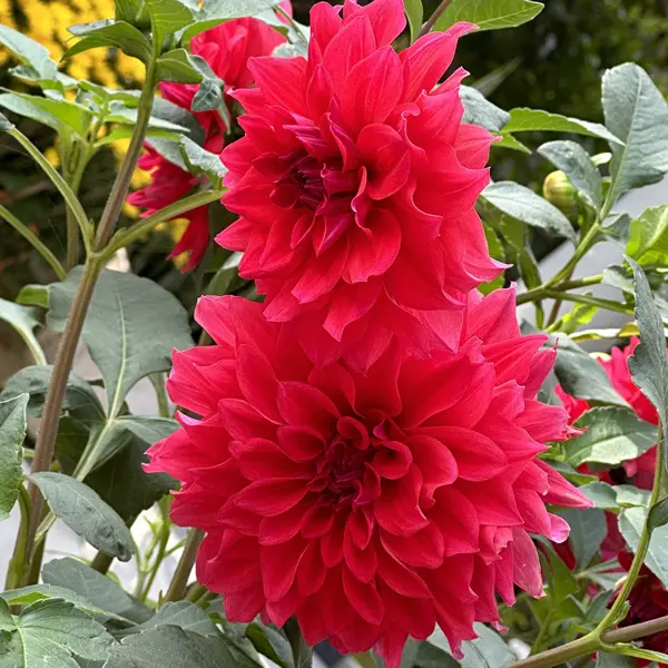 Dahlia Lubega Xl Red