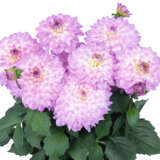 Dahlia Xxl Cozumel P75dahcoz - Garden Express Australia