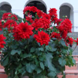 Dahlia Xxl Ruby Red P75dahrrd - Garden Express Australia