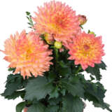 Dahlia Xxl Sunrise P75dahsrs - Garden Express Australia