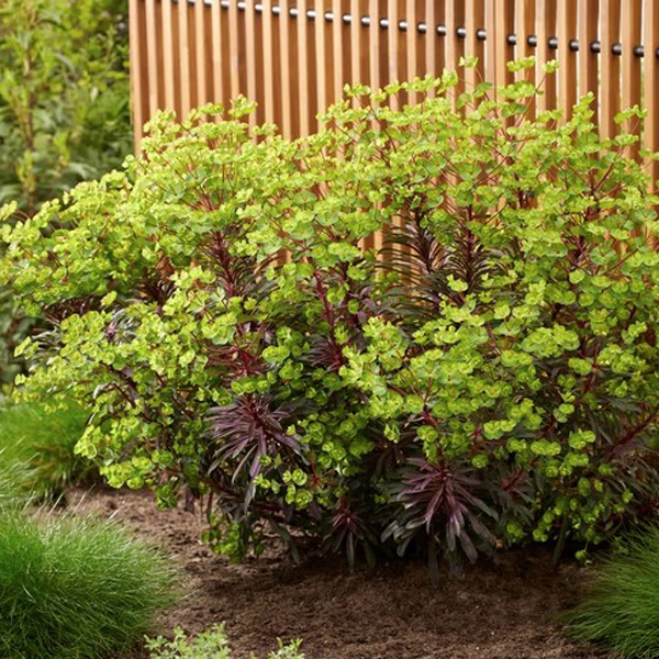 Euphorbia Miners Merlot