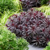 Euphorbia Miners Merlot