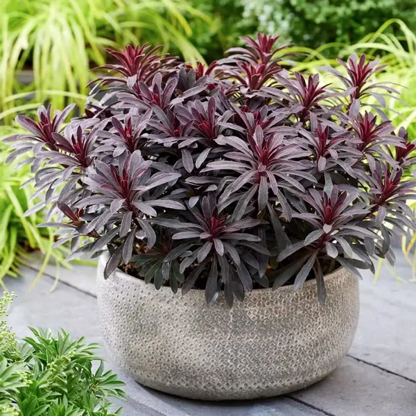 Euphorbia Miners Merlot