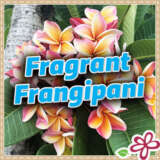 Fragrant Frangipanis