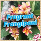 Fragrant Frangipanis