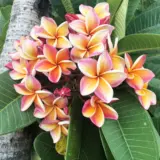Frangipani George Brown P12fragbr - Garden Express Australia