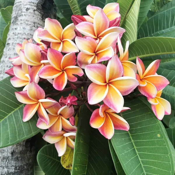 Frangipani George Brown