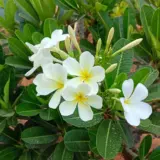 Frangipani Petite White P12frapwh - Garden Express Australia