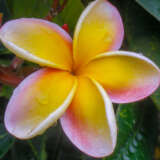Frangipani Thai Beauty P12fratbe - Garden Express Australia