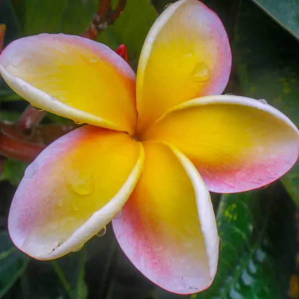 Frangipani Thai Beauty