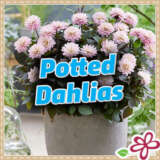 Potted Dahlias 2025