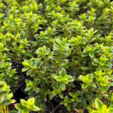 Hebe Lemon N Lime Lpoheblnl - Garden Express Australia