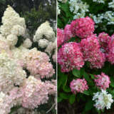Hydrangea Duo Colhydduo - Garden Express Australia