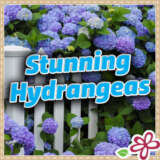 Hydrangeas 2025