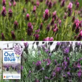 Lavender Out Of The Blue La Diva Duo Collavduo - Garden Express Australia