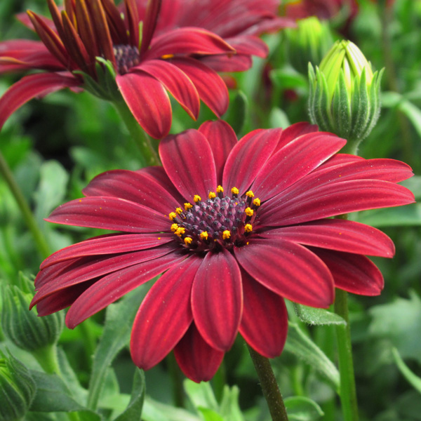Osteospermum Flame Osteospermum Flame