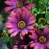 Osteospermum Sunny Gaia P12ostsga - Garden Express Australia